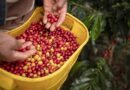 Život pěstitelů kávy ukáže výstava Kávová krize